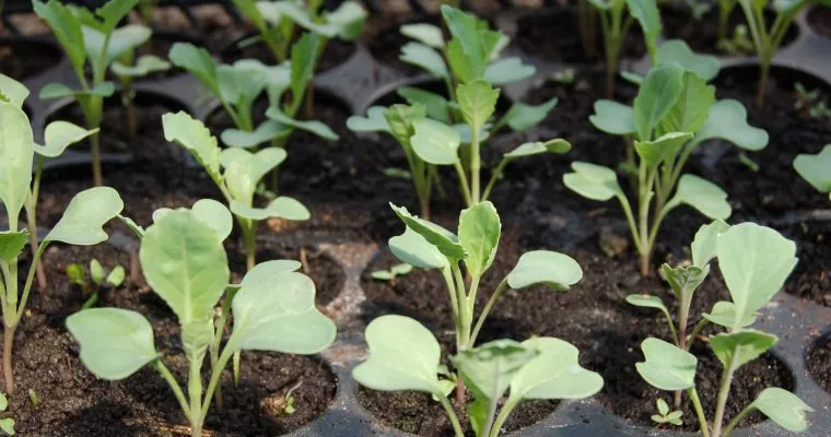 Benefits and How-To’s of Gardening