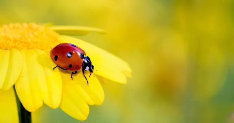 Ready for Bugs?